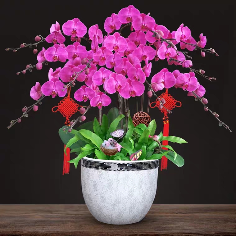 蝴蝶兰1510-3大辣椒蝴蝶兰