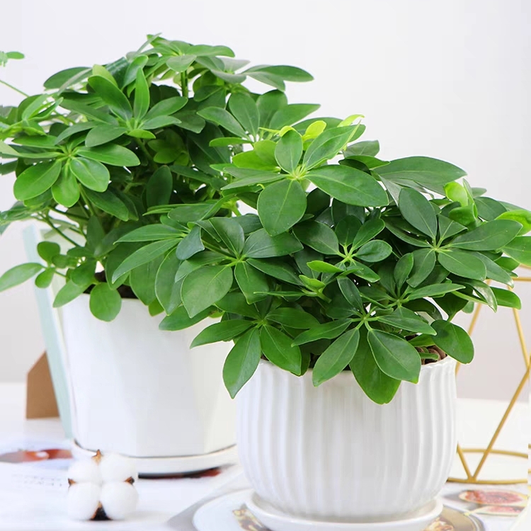 鸭脚木八方来财招财桌面植物网红植物吸甲醛净化空气好看好养植物盆栽