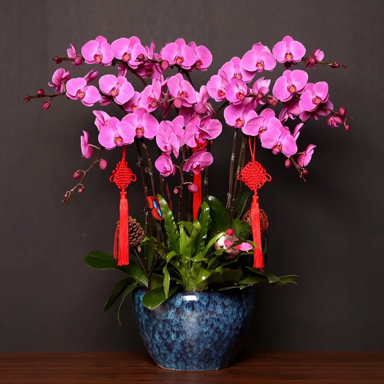 蝴蝶兰 1510-01大辣椒蝴