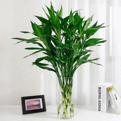 富贵竹10枝1扎 可选花瓶 4