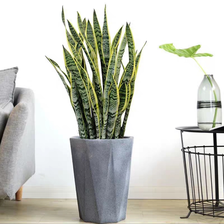 虎皮兰 净化空气能手 中号植物