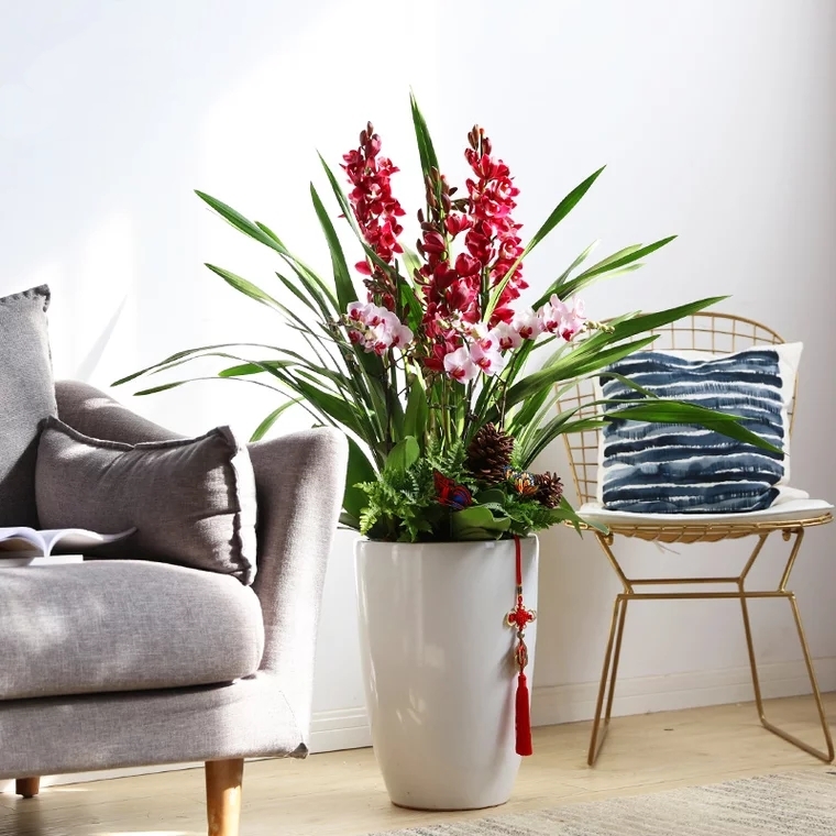 大花蕙兰陪蝴蝶兰组合盆栽 01