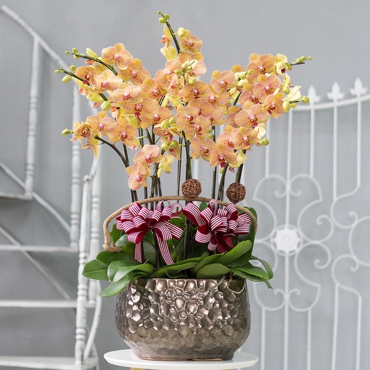 蝴蝶兰1510-08 黄金甲蝴