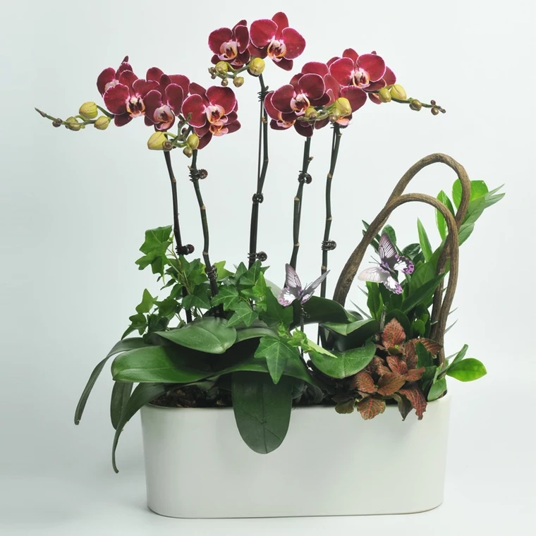 蝴蝶兰1505-02 幻影蝴蝶