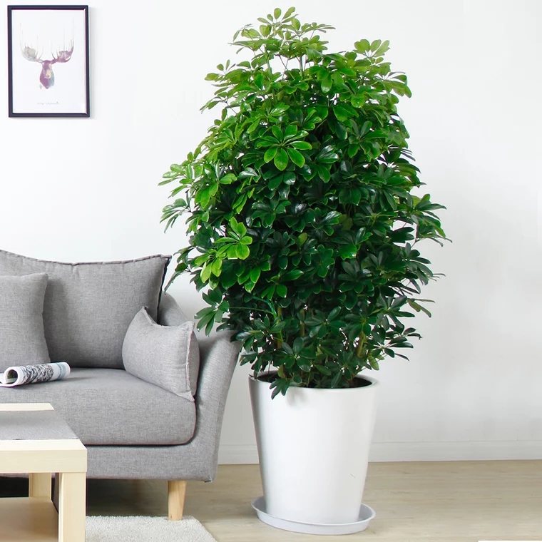 大植物鸭脚木盆栽室内客厅绿植八