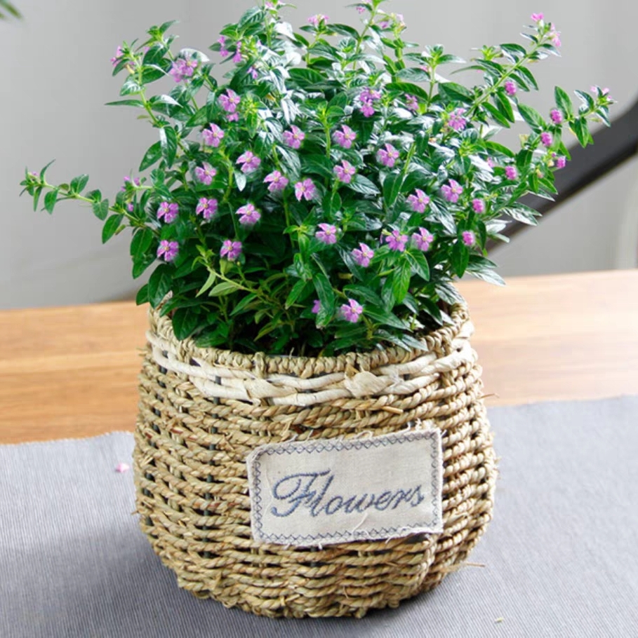 满天星植物盆栽满天星盆栽开花植