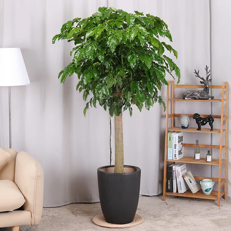 独杆绿宝幸福树好看好养好活花卉