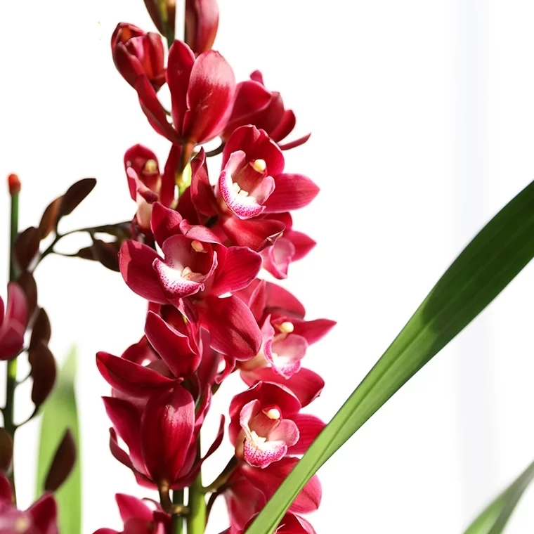 大花蕙兰 兰花盆栽 02