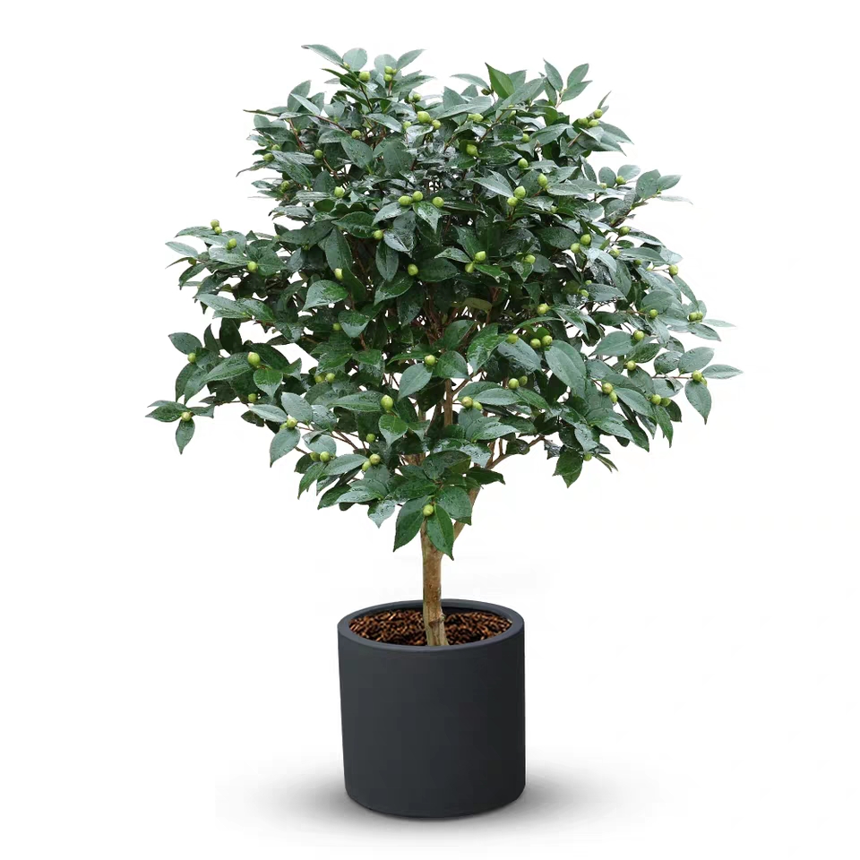 茶花(大号)大植物盆栽 开花植