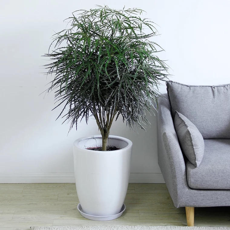 孔雀木 网红植物盆栽