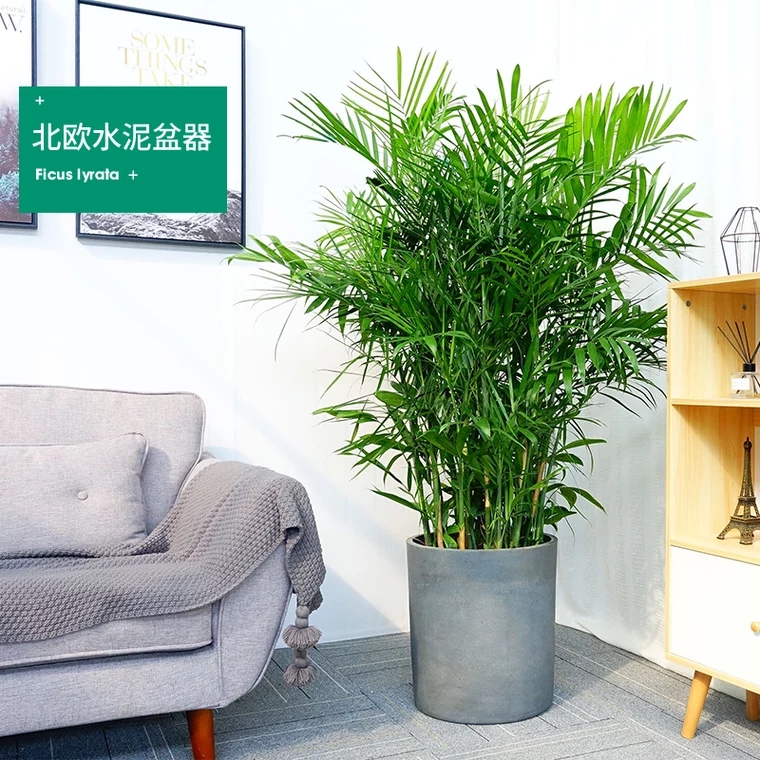 夏威夷盆栽 1021