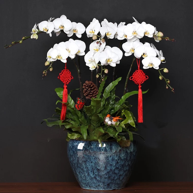 蝴蝶兰1506-02 白色蝴蝶兰