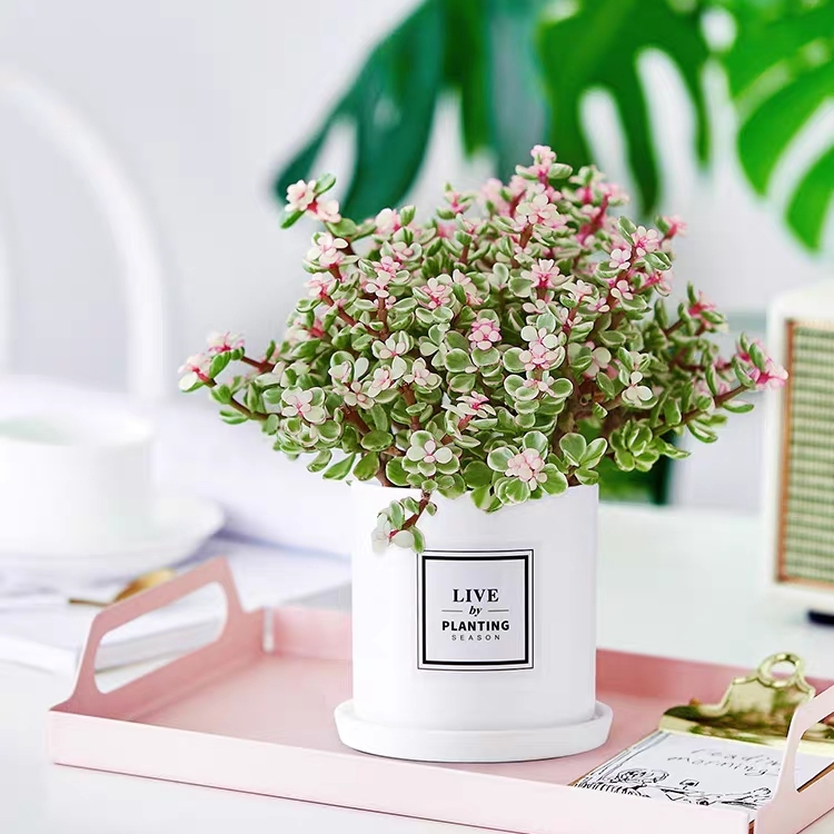 金枝玉叶雅乐之舞1盆栽花卉多肉