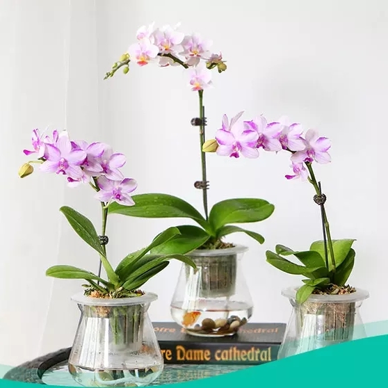 蝴蝶兰1501-03 水培蝴蝶