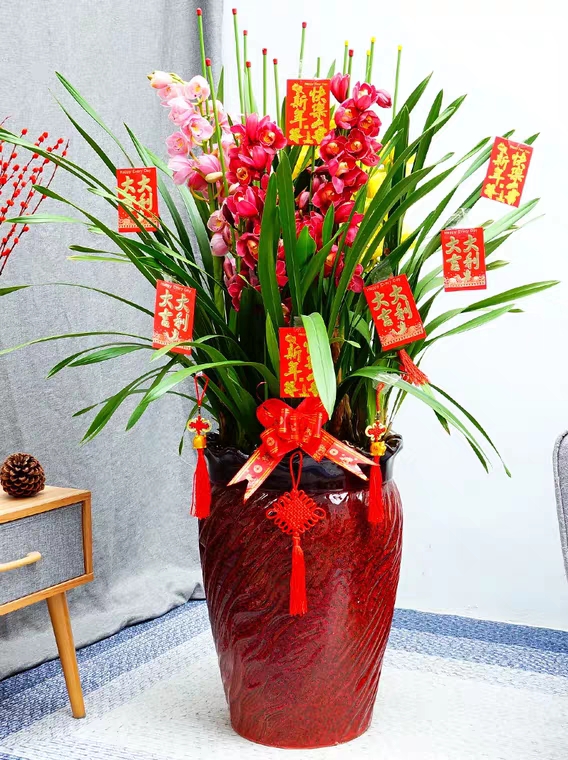 三色大花蕙兰组合盆栽 送礼大气