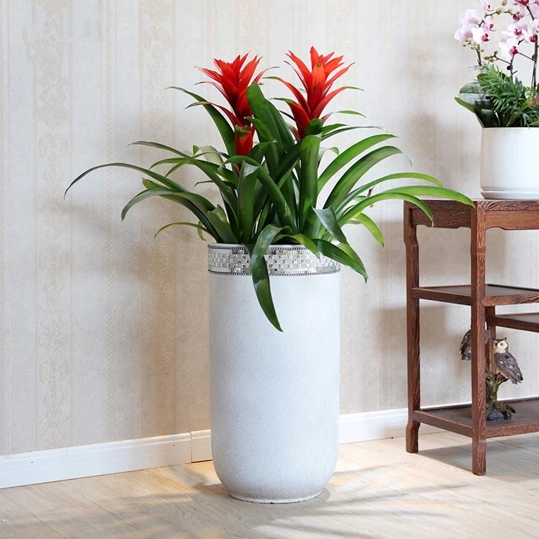 鸿运当头 凤梨 2株/盆 喜庆