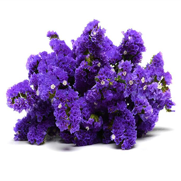紫色勿忘我 鲜切花1扎 深紫色勿忘我 浅紫色勿忘我 可做干花 250g左右
