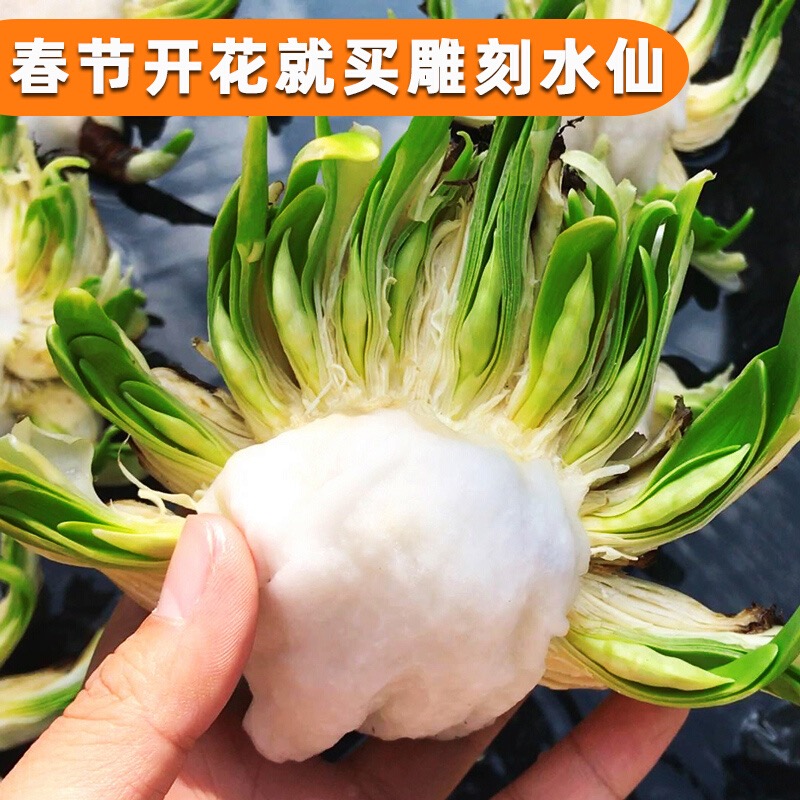 雕刻水仙花 漳州水仙 年销花 