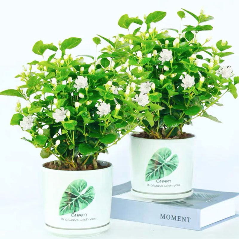 茉莉花茉莉茉莉愿君莫离开花植物
