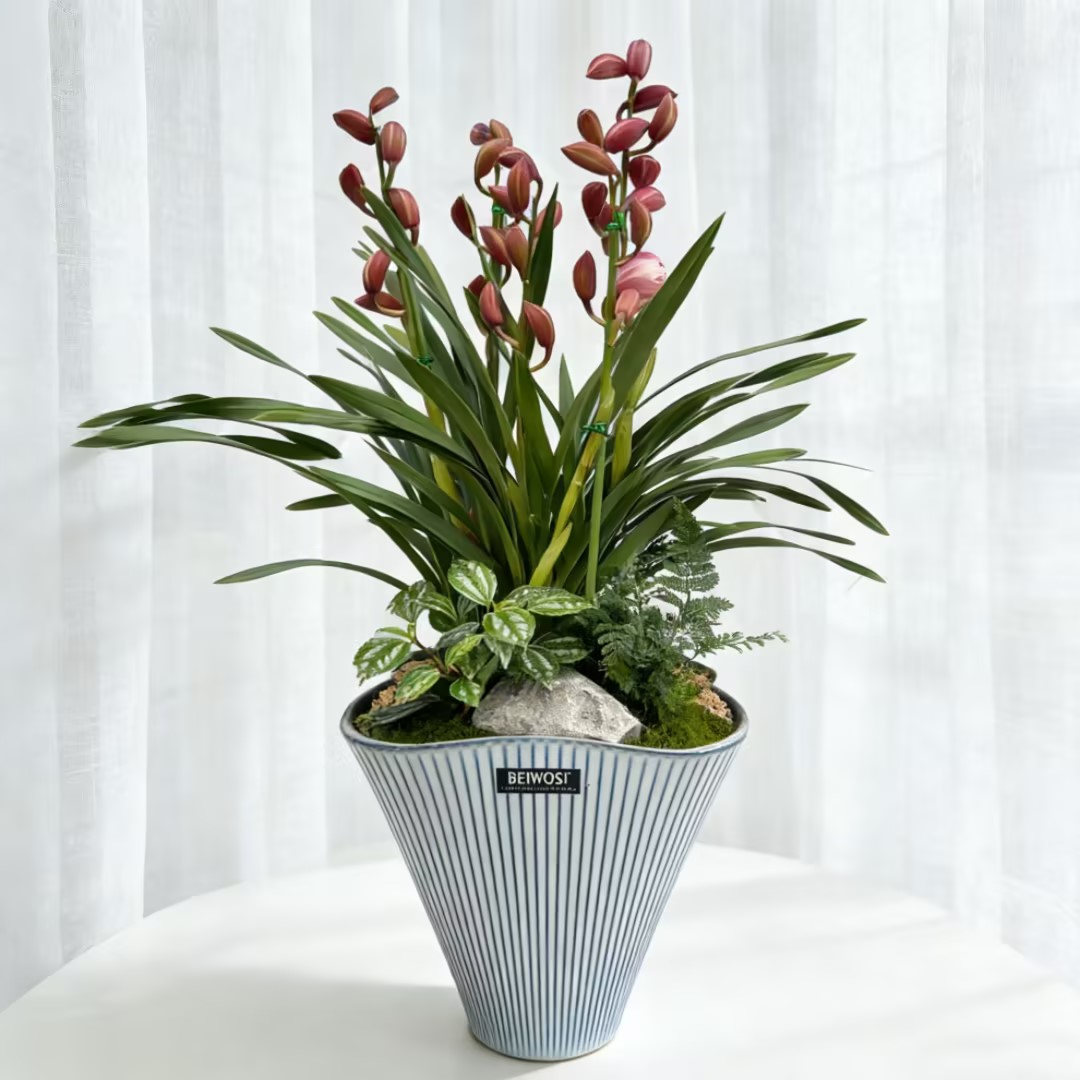 大花蕙兰 兰花盆栽 02