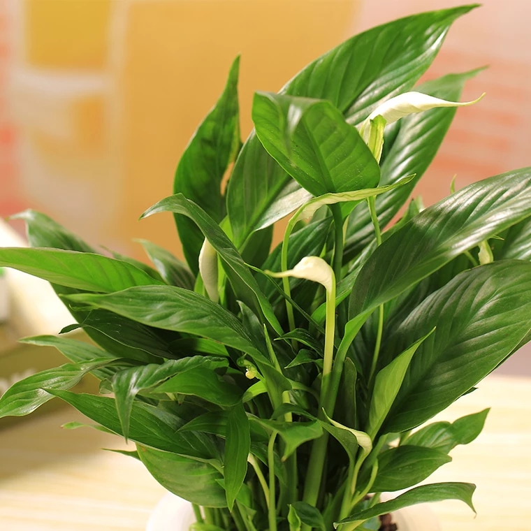 白掌配生态玻璃瓶一帆风顺盆栽开