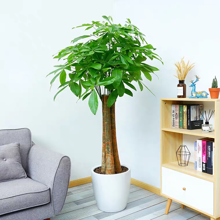 三杆发财树植物盆栽