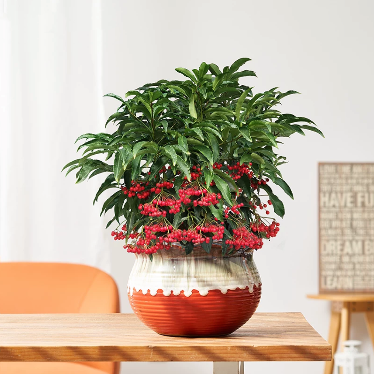 富贵籽3株组合盆栽