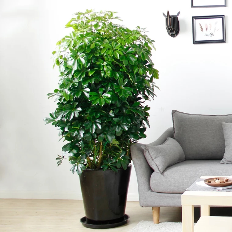 大植物鸭脚木盆栽室内客厅绿植八