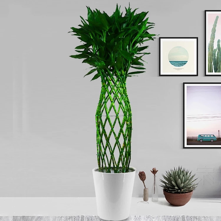 富贵竹笼1盆富贵竹子平安盆栽植