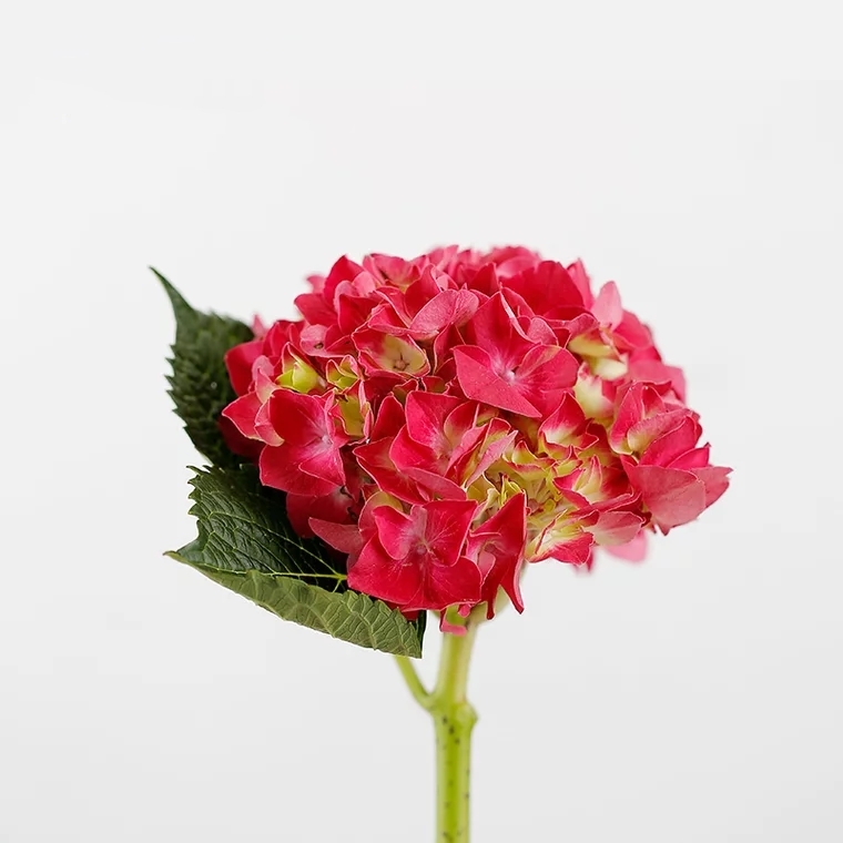 红色绣球花鲜切花1枝家庭生活插