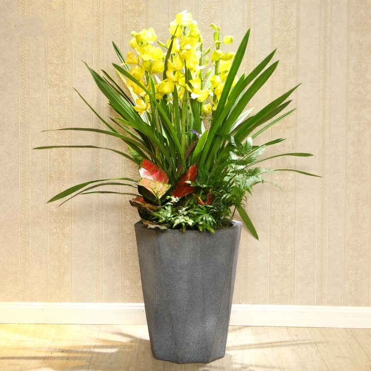 大花惠兰 兰花盆栽 蕙兰 05