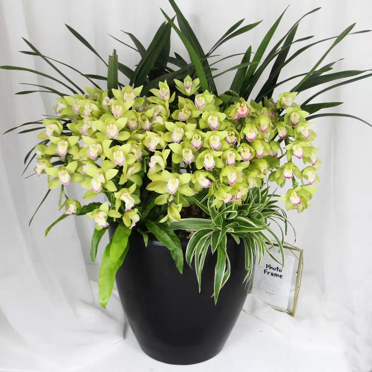 绿色大花惠兰 韩国垂兰 大花蕙