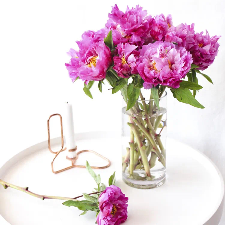 团购|牡丹花 鲜切花【1扎5枝左右】