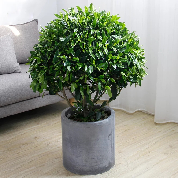 非洲茉莉 球形植物盆栽