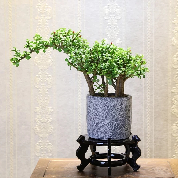 金枝玉叶 一枝独秀 盆栽