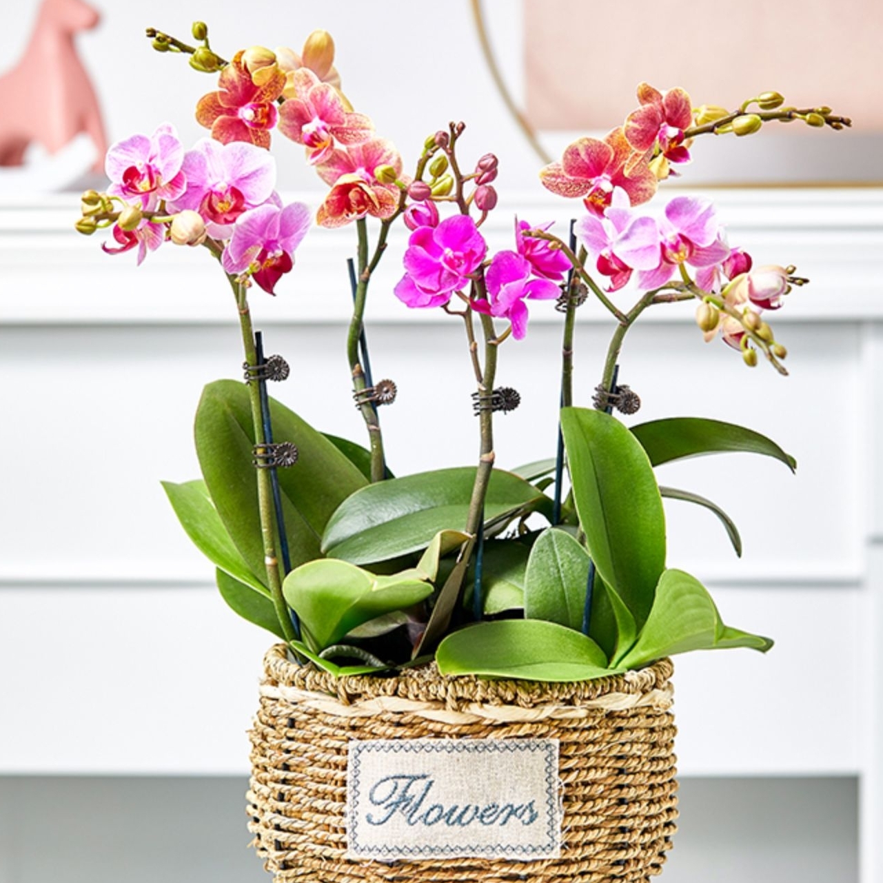 蝴蝶兰1505-05 组合蝴蝶