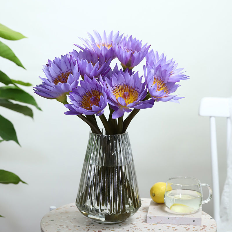 睡莲 鲜切花1扎8-10枝