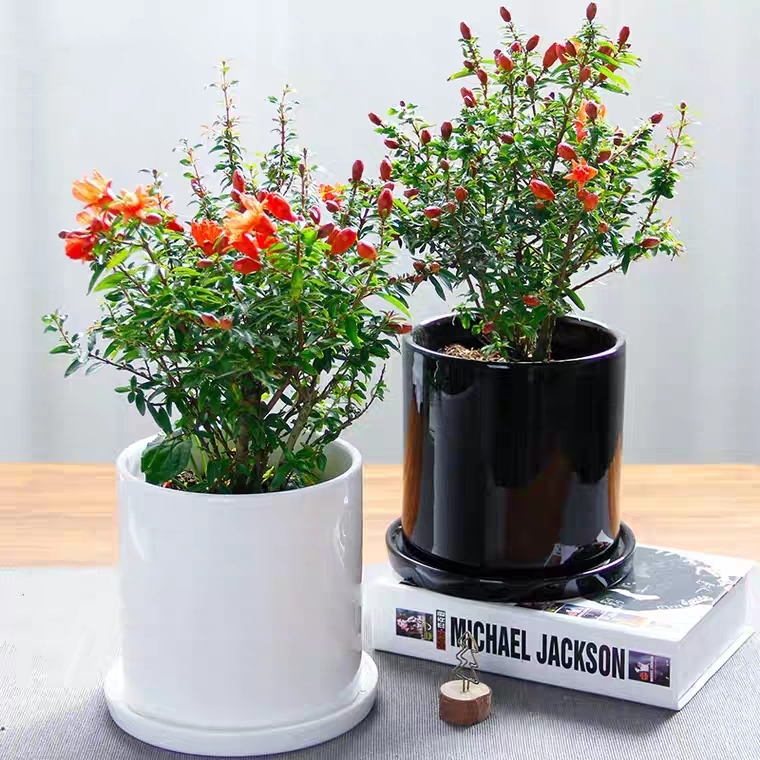 石榴树石榴盆景开花石榴植物盆栽