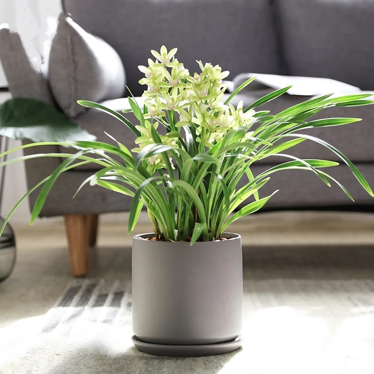 精品香兰盆栽 15033