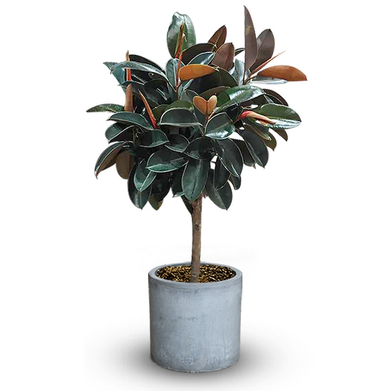 大号绿植棒棒糖黑金刚棒棒糖橡皮