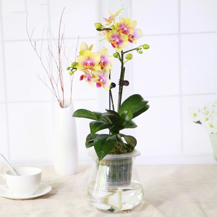 蝴蝶兰1501-03 水培蝴蝶