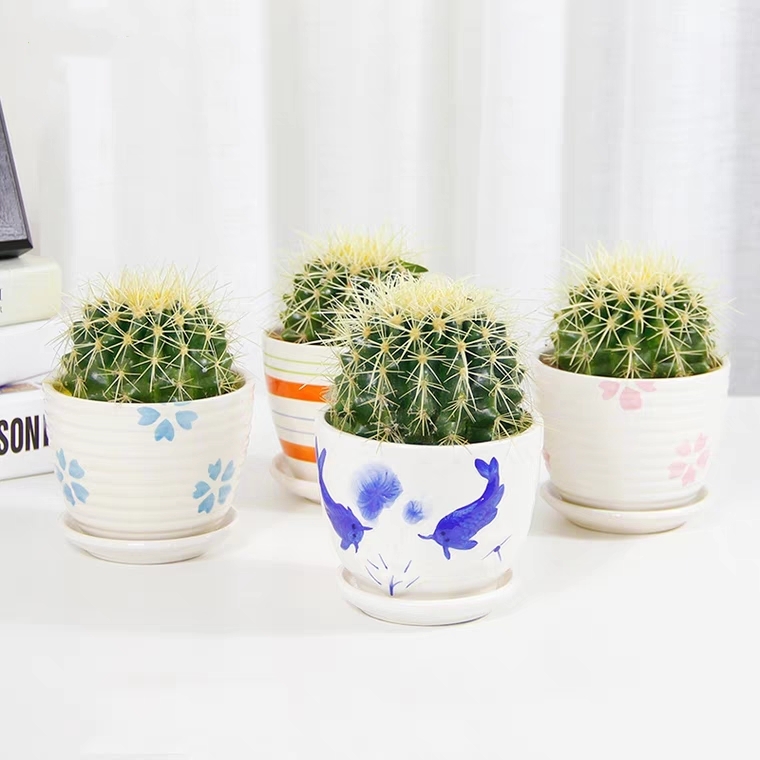 【仙人球配瓷盆】仙人球盆栽1盆防辐射去甲醛桌面办公室精致盆栽花盆样式随机