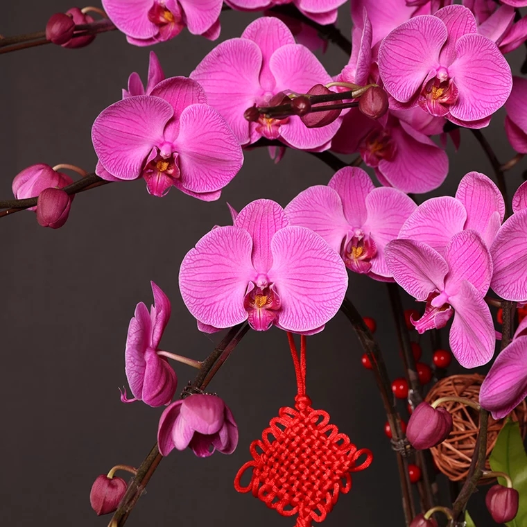 蝴蝶兰 1510-12大辣椒蝴