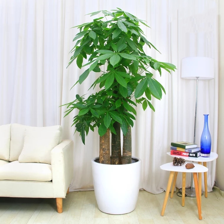 步步高发财树1盆招财盆栽节节高