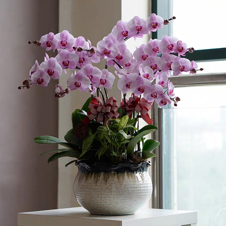 蝴蝶兰盆栽 1508-13安妮