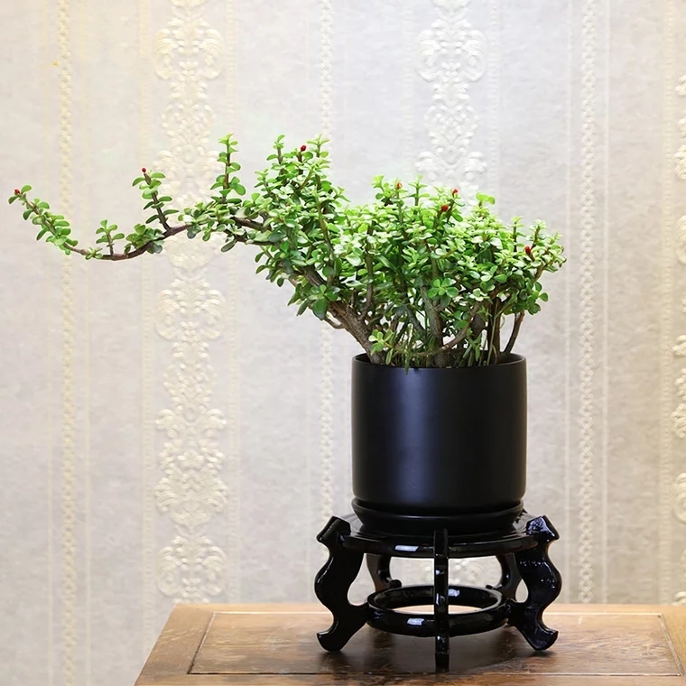 金枝玉叶 一枝独秀 盆栽