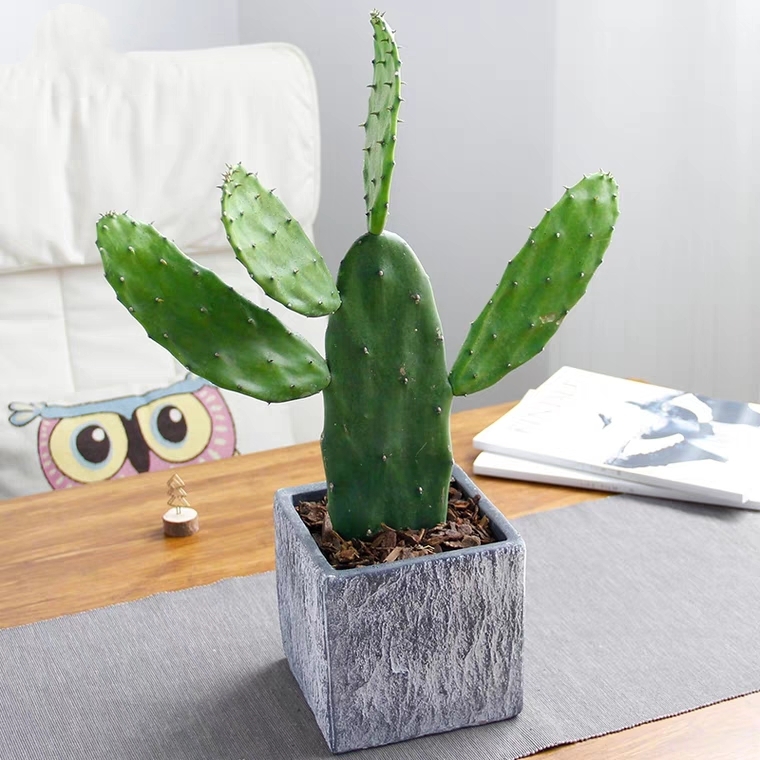 仙人掌 防辐射 净化空气 02