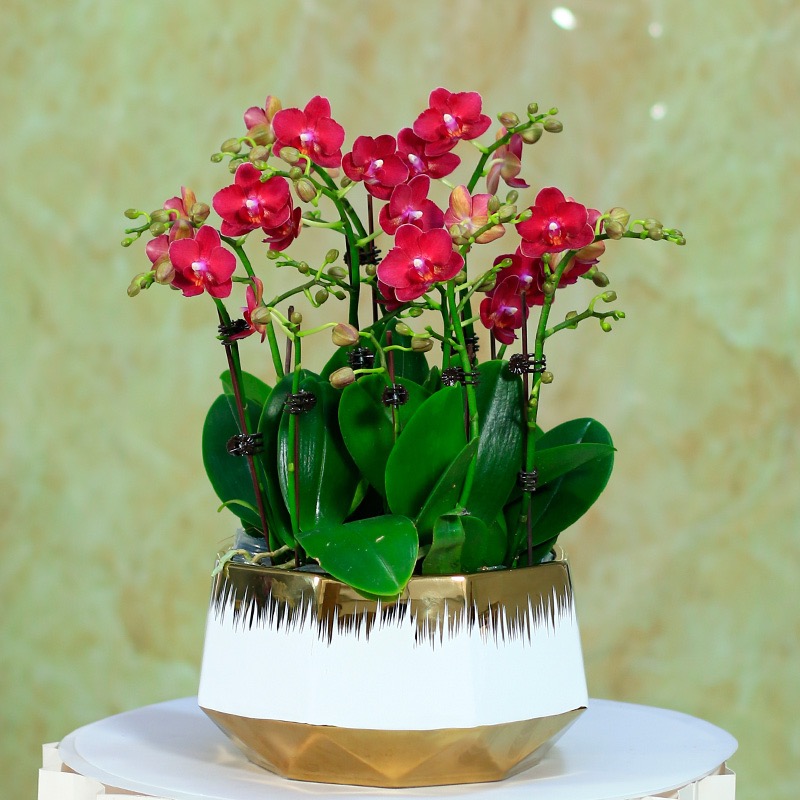 蝴蝶兰 1506-21 甜心公