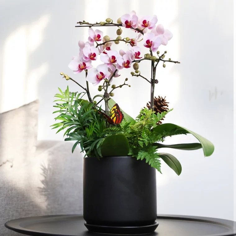 蝴蝶兰 1503-05 第一名