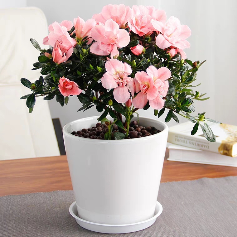 杜鹃花开花植物盆栽红粉杜鹃颜色